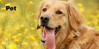 pet products
