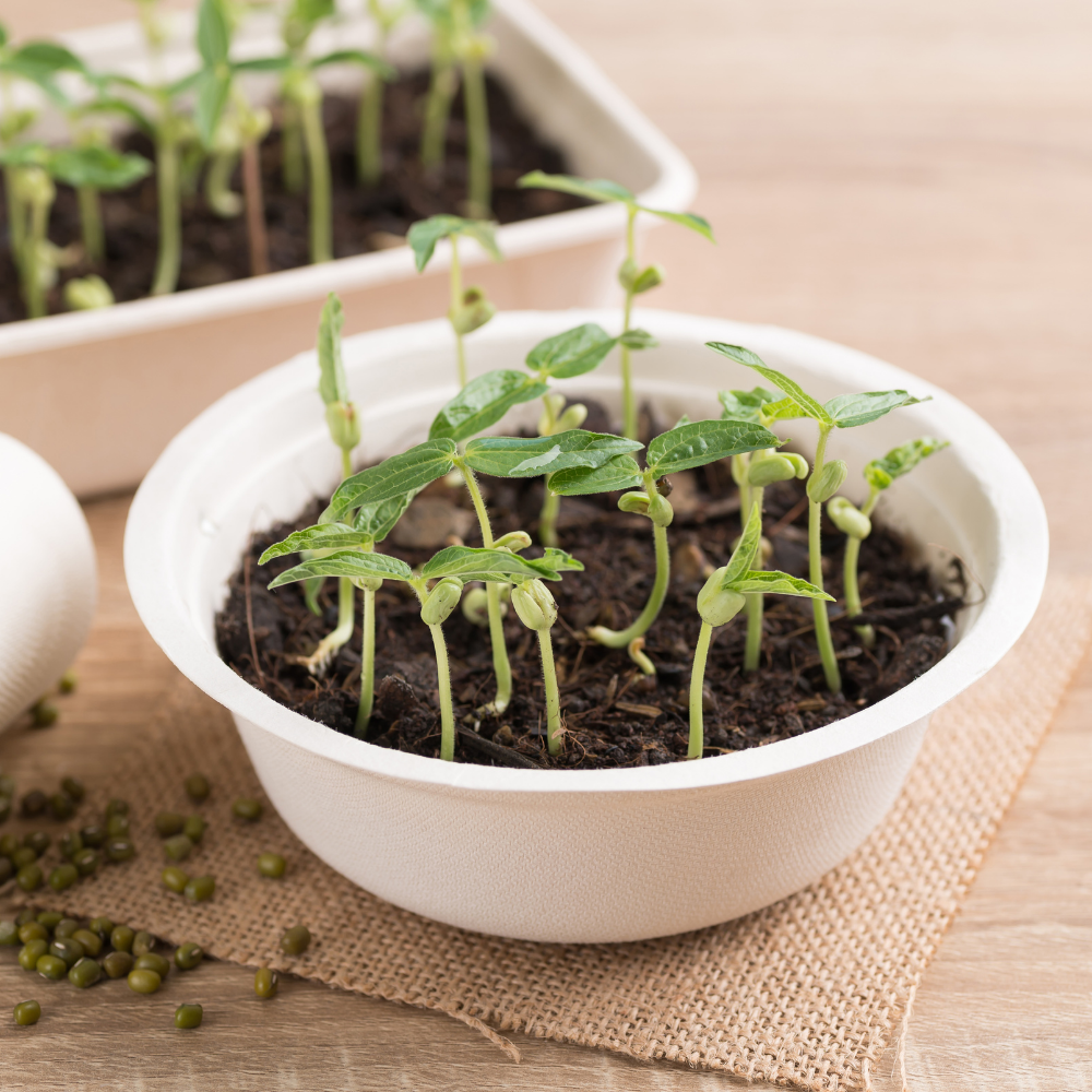 Biodegradable Bowl | 10pc